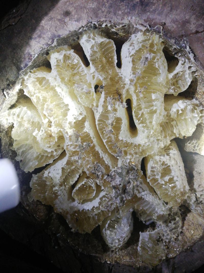 中华蜂蜂蜜百花蜜桓仁特产