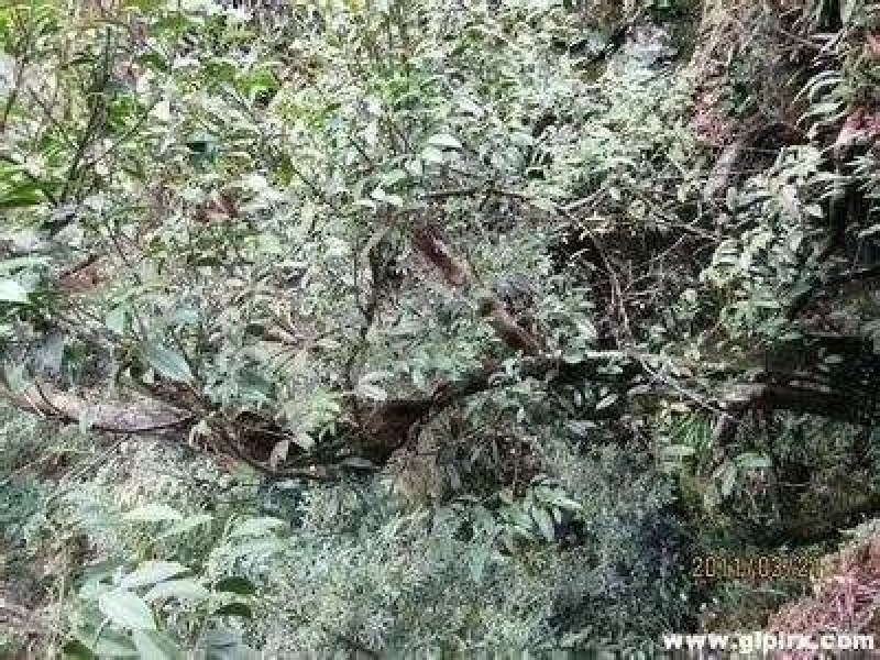 正宗广西桂林纯野生石崖茶