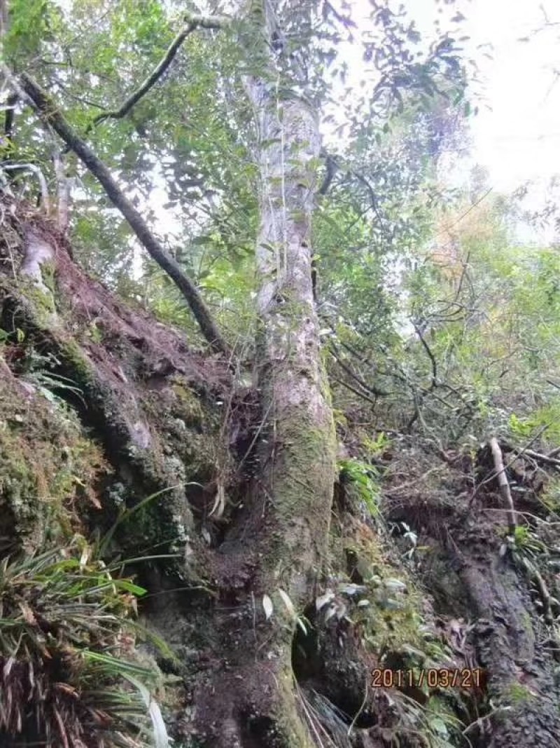正宗广西桂林纯野生石崖茶