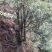 正宗广西桂林纯野生石崖茶