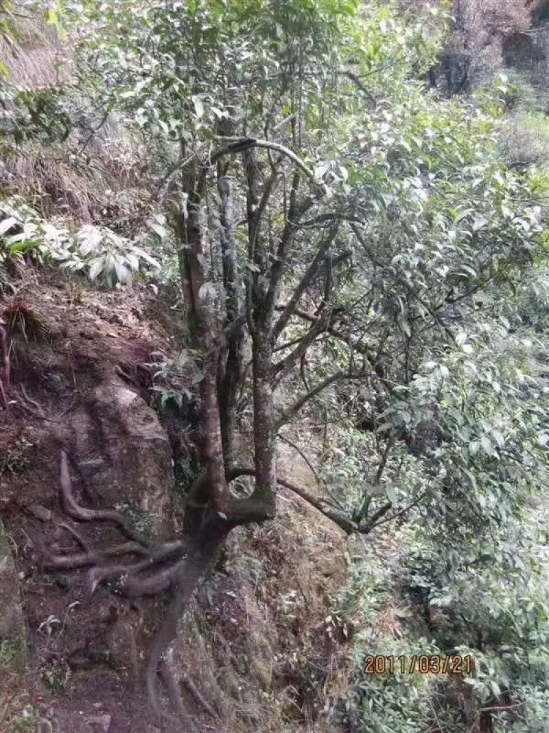 正宗广西桂林纯野生石崖茶