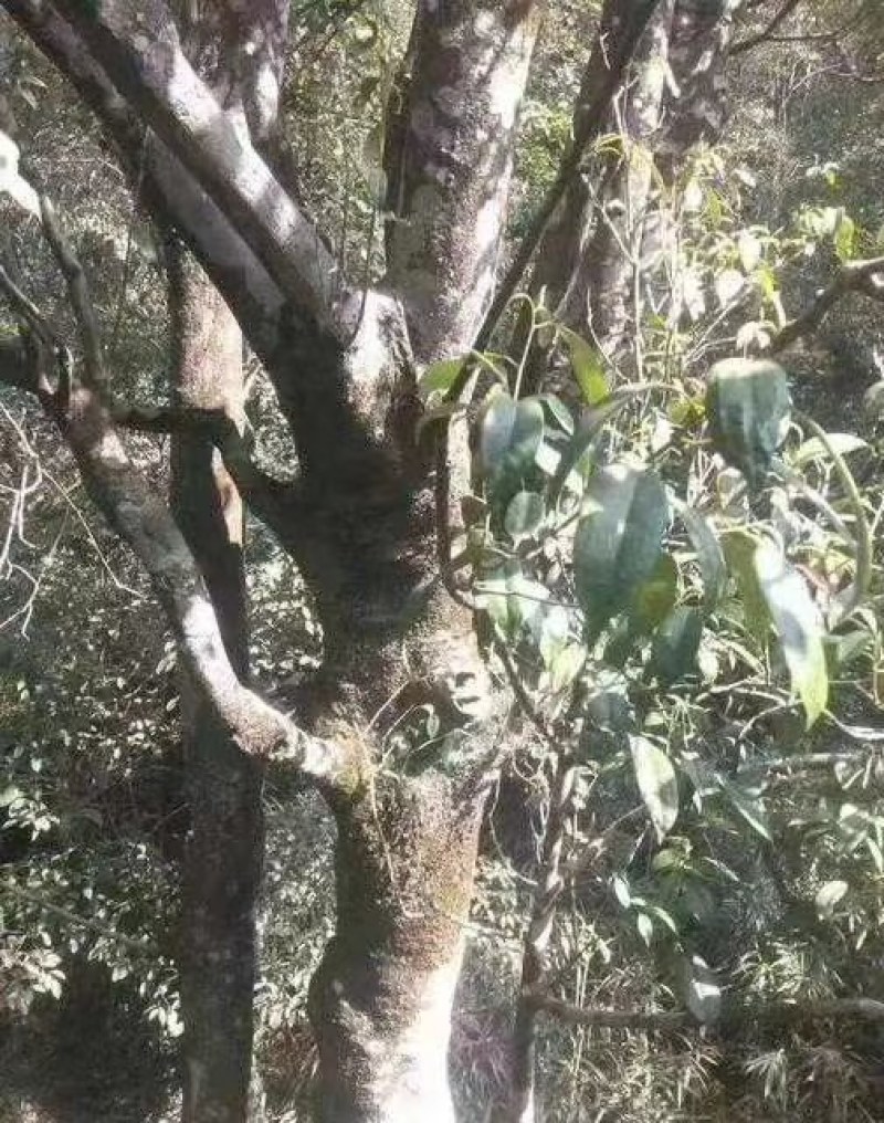 正宗广西桂林纯野生石崖茶