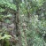 正宗广西桂林纯野生石崖茶