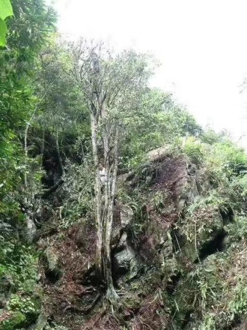 正宗广西桂林纯野生石崖茶
