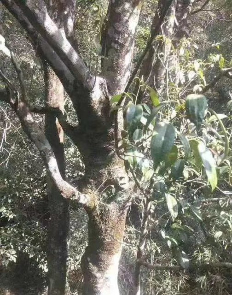 正宗广西桂林纯野生石崖茶