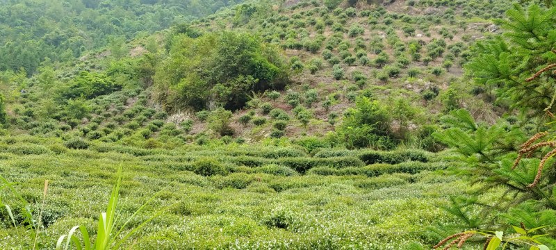 正宗广西桂林纯野生石崖茶