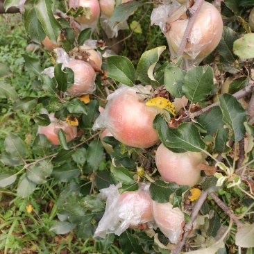 桃纸加膜袋优质中华寿桃王精品