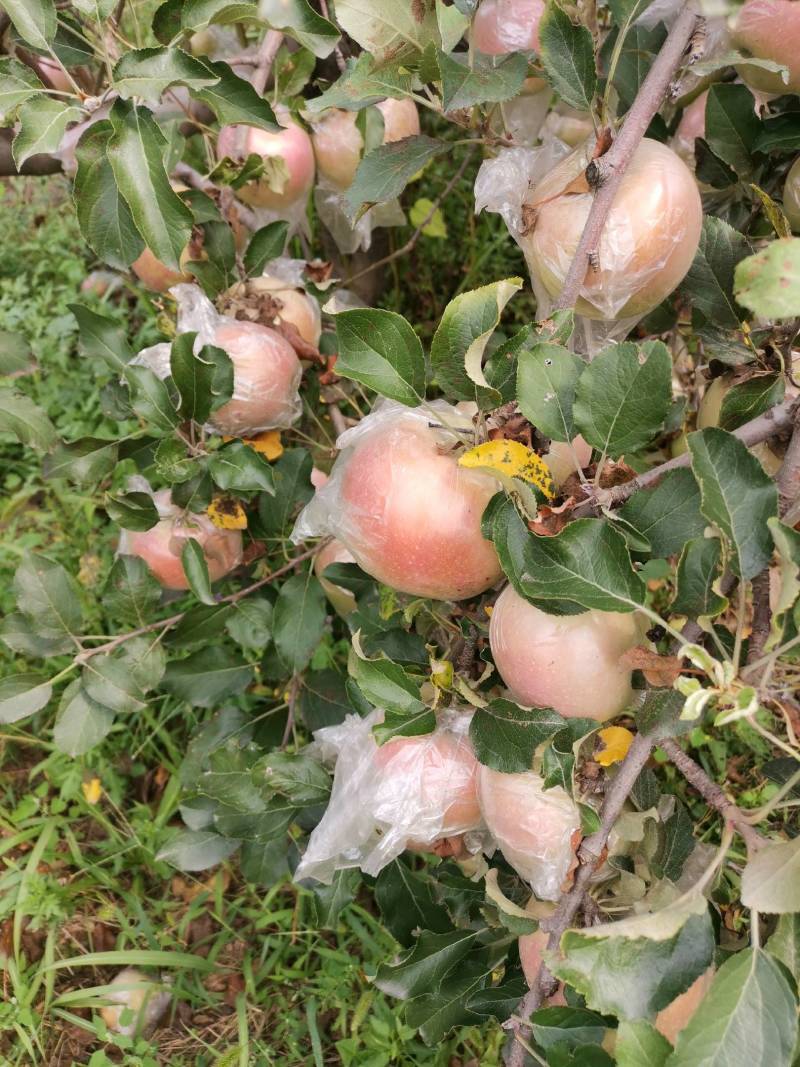 桃纸加膜袋优质中华寿桃王精品