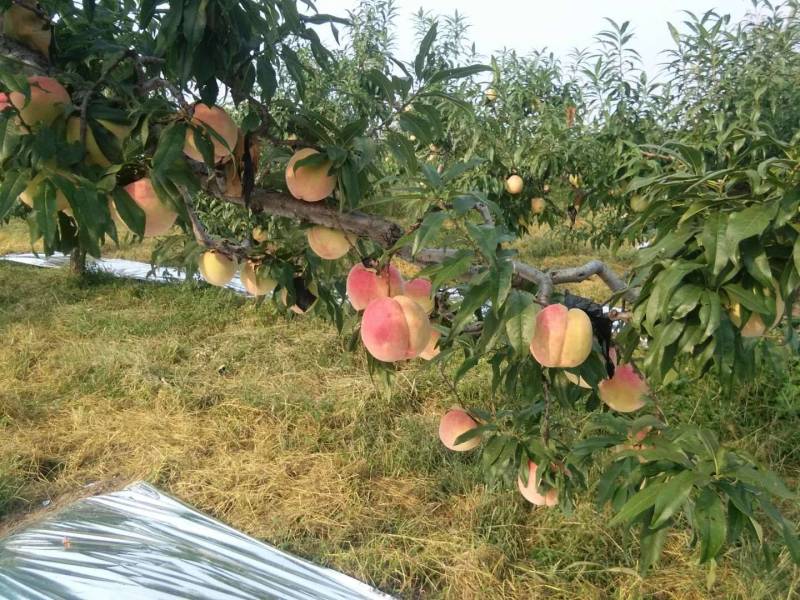 桃纸加膜袋优质中华寿桃王精品