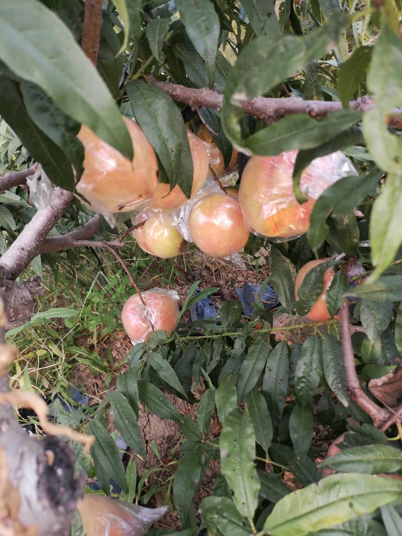 桃纸加膜袋优质中华寿桃王精品