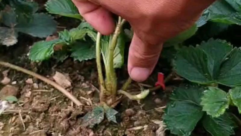 章姬奶油草莓苗，脱毒草莓苗，草莓苗价格