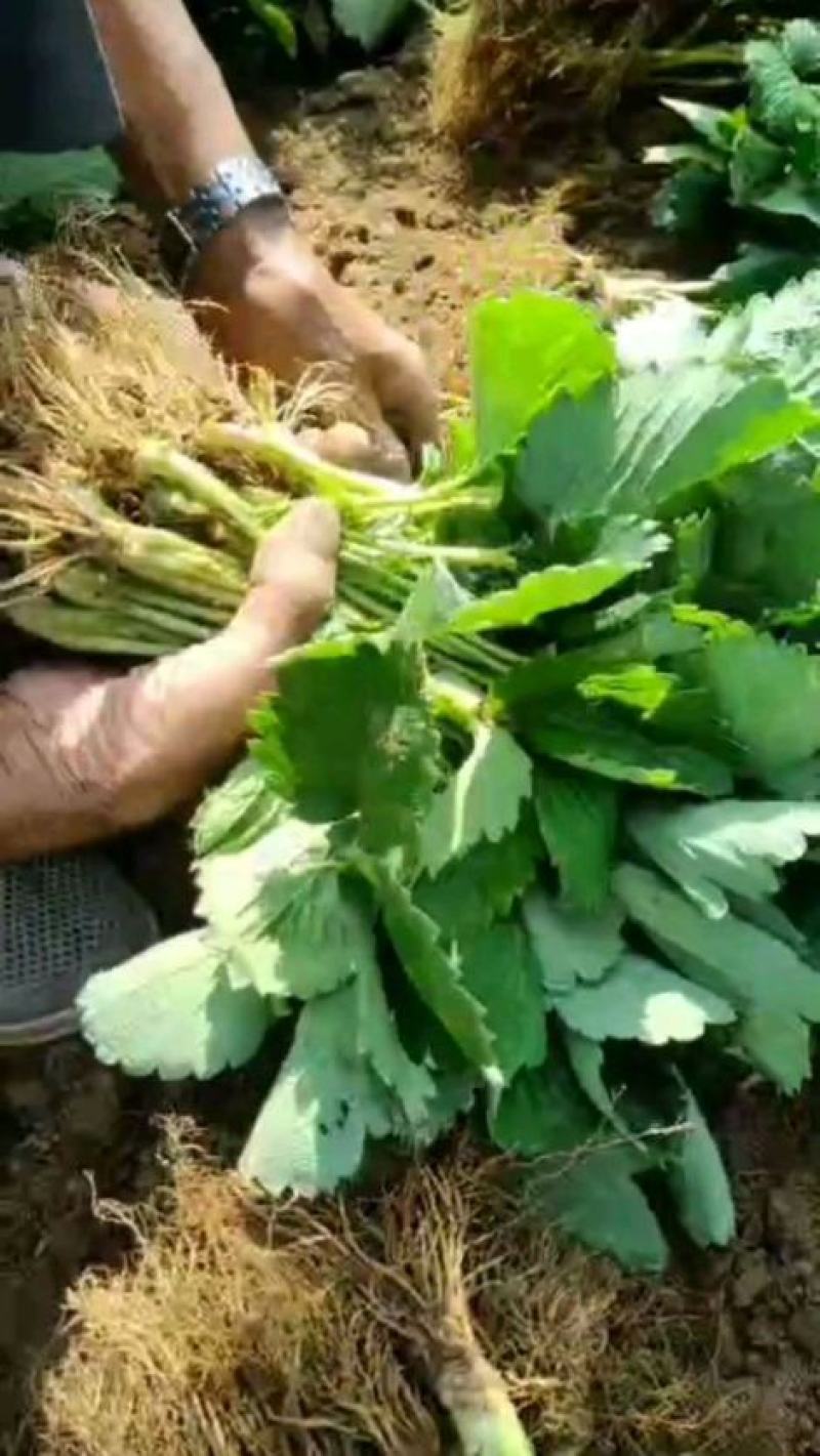 章姬奶油草莓苗，脱毒草莓苗，草莓苗价格