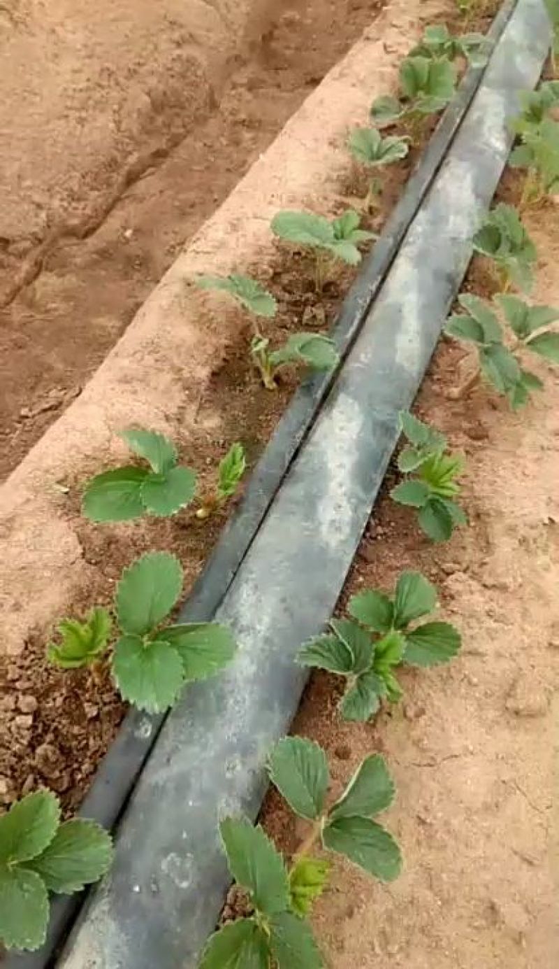 章姬奶油草莓苗，脱毒草莓苗，草莓苗价格