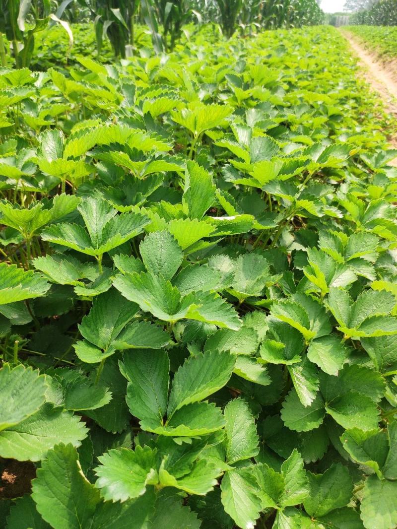 章姬奶油草莓苗，脱毒草莓苗，草莓苗价格