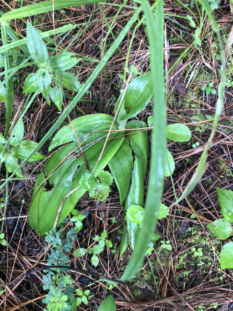 云南野生双肾草，云南野生，需要提前预定。