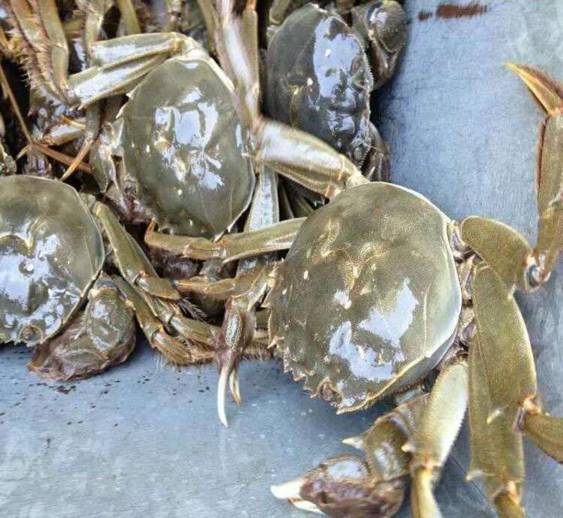 江苏兴化大闸蟹，河蟹，螃蟹包邮一件代发，精品蟹