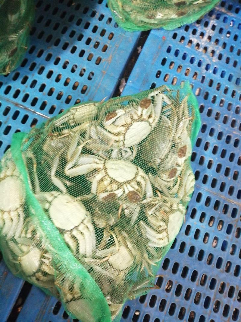 江苏兴化大闸蟹，河蟹，螃蟹包邮一件代发，精品蟹