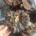 紫灵芝广西原生态林下紫灵芝