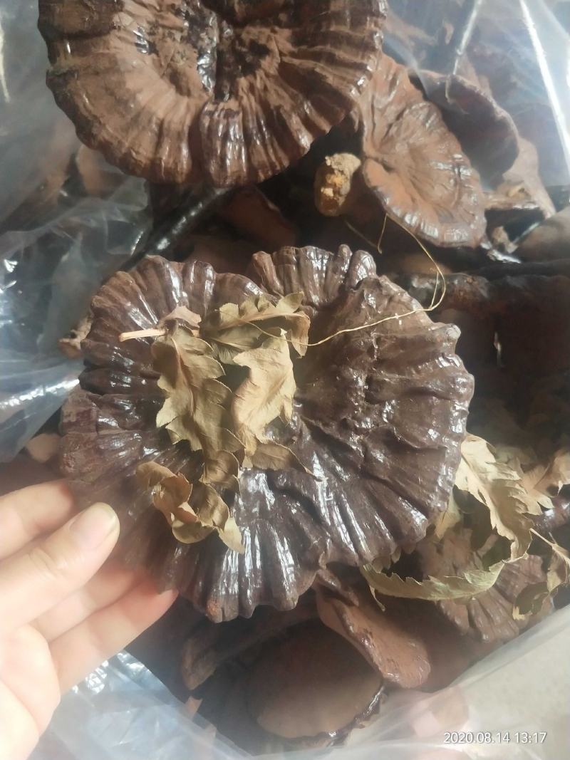 紫灵芝广西原生态林下紫灵芝