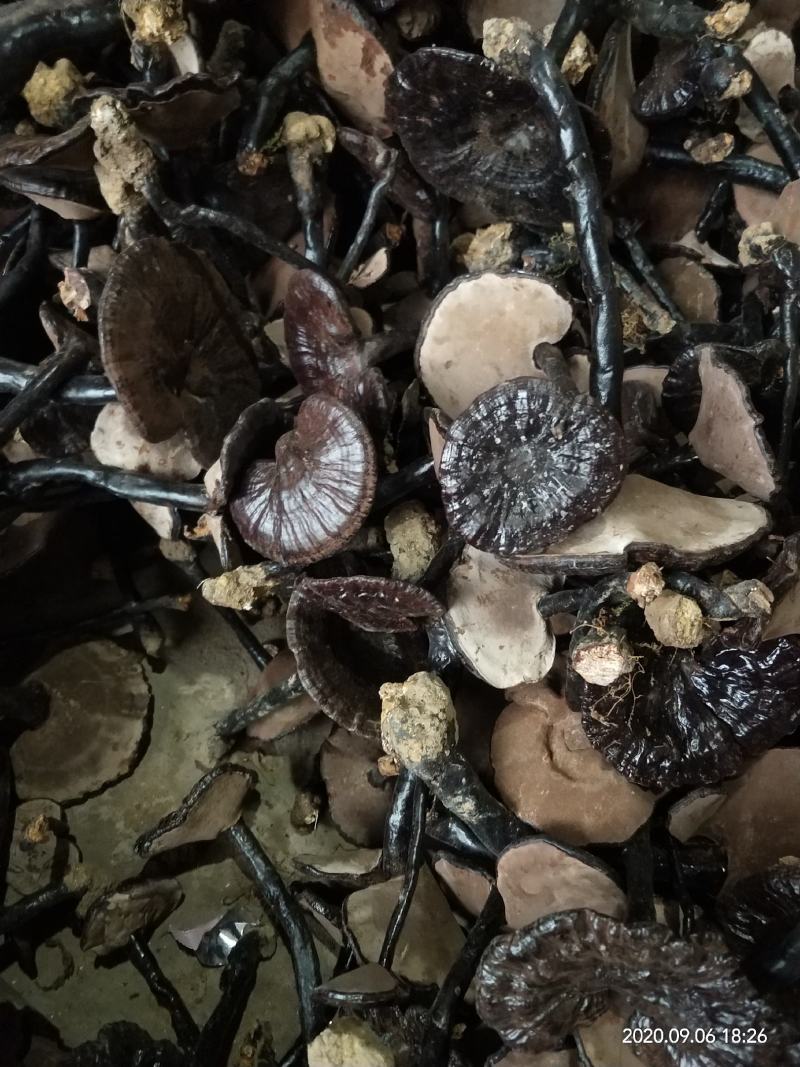 紫灵芝广西原生态林下紫灵芝