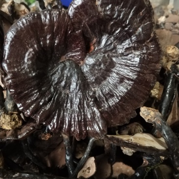 紫灵芝广西原生态林下紫灵芝