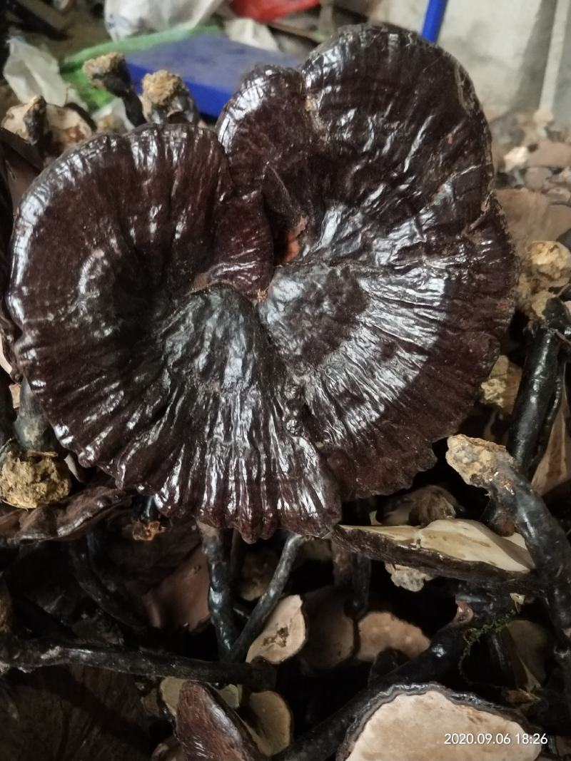 紫灵芝广西原生态林下紫灵芝