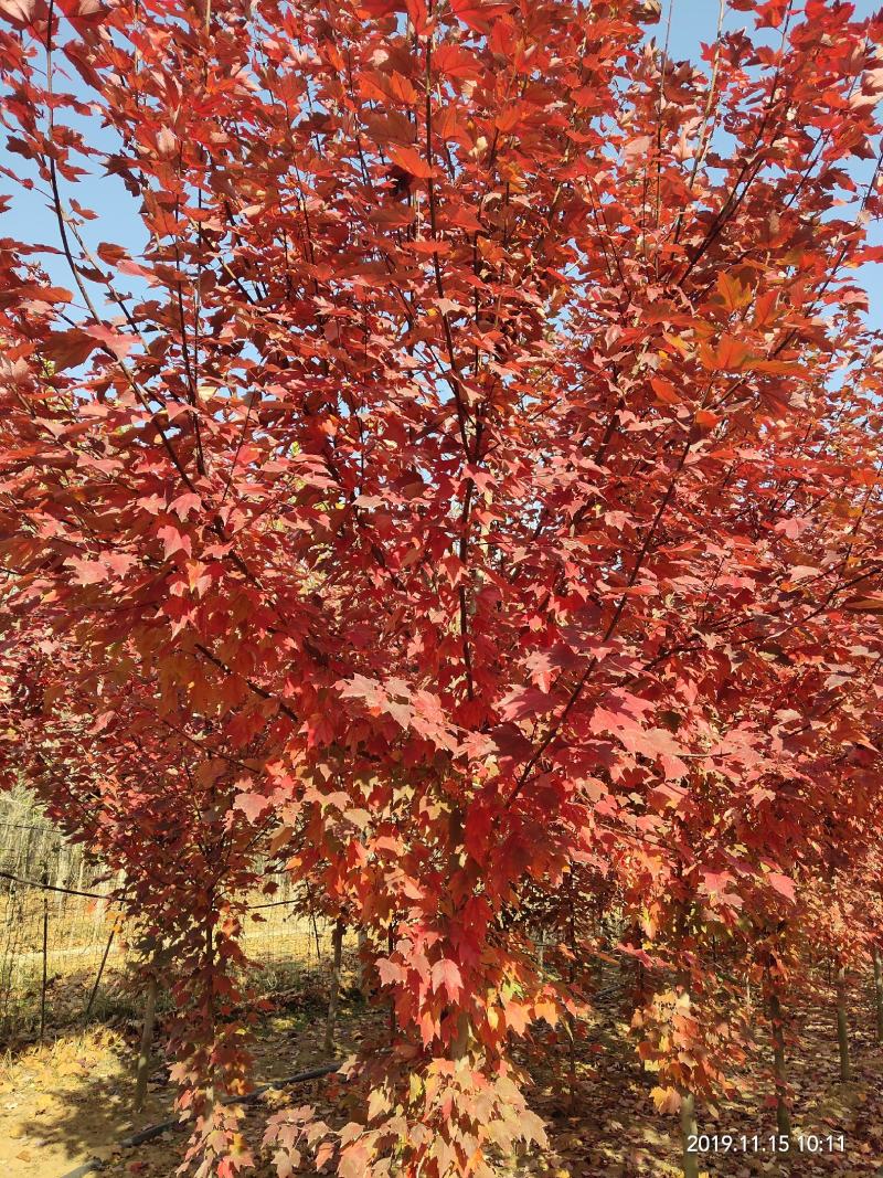美国红枫十月光辉规格齐全自家苗圃一手货源品种保证提供技术