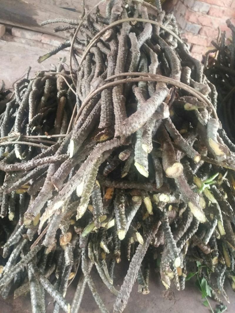 黑苦藤，原始森林里的珍贵药材