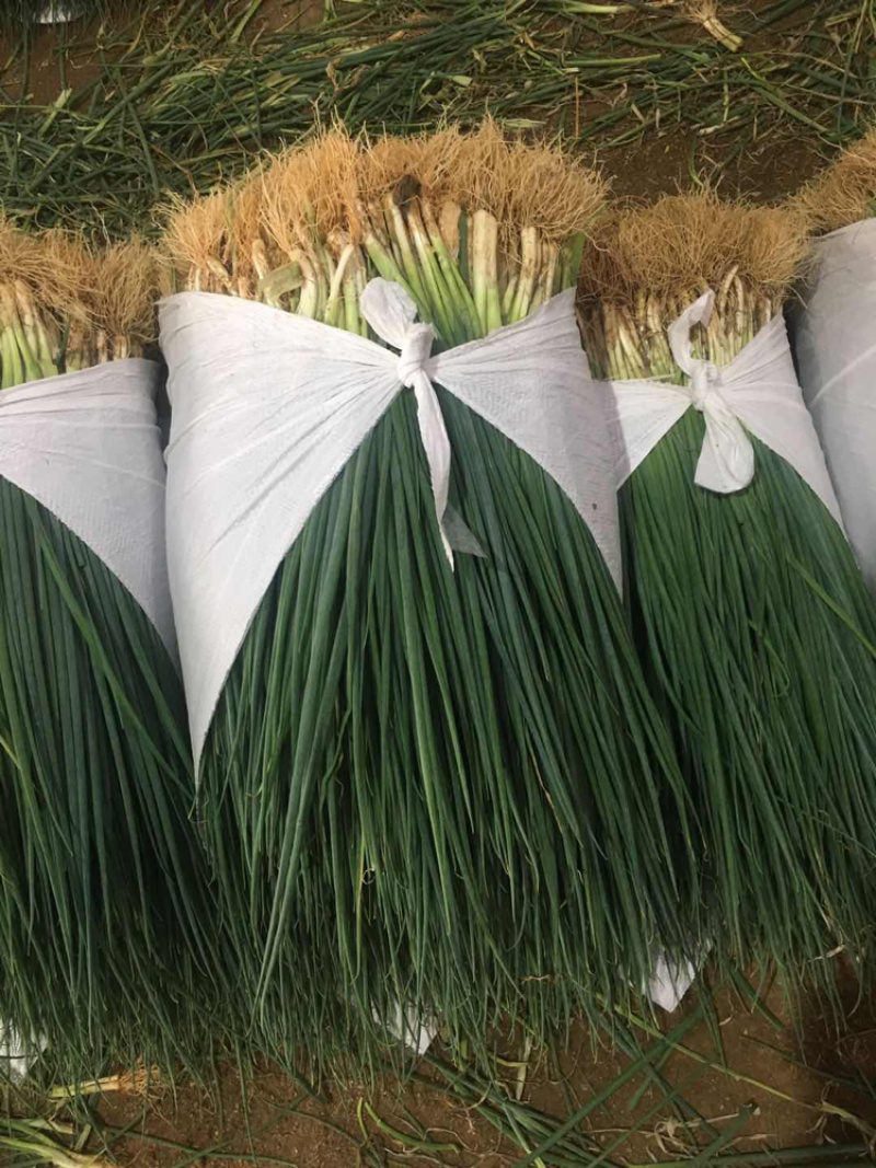 小葱，长度40～50cm