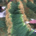 小葱，长度40～50cm
