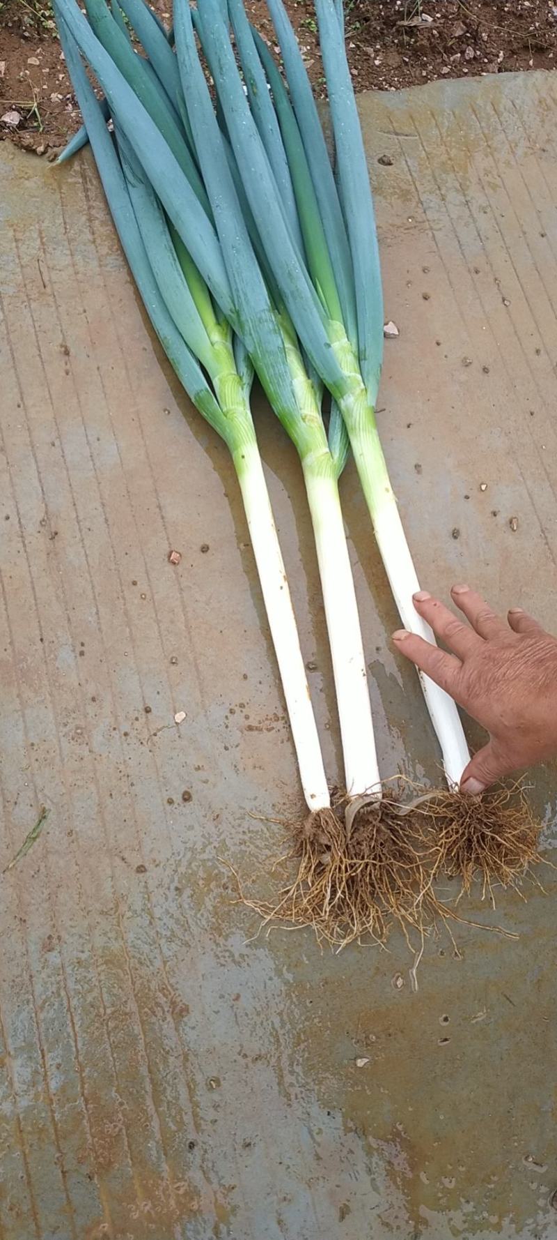 大葱，山地新鲜优质蔬菜口感佳。