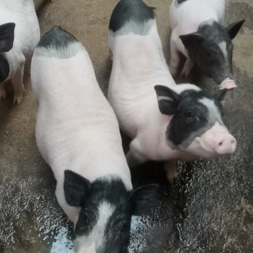 自家养殖巴马香猪苗自养自销新出栏一批小香猪苗疫苗接种完