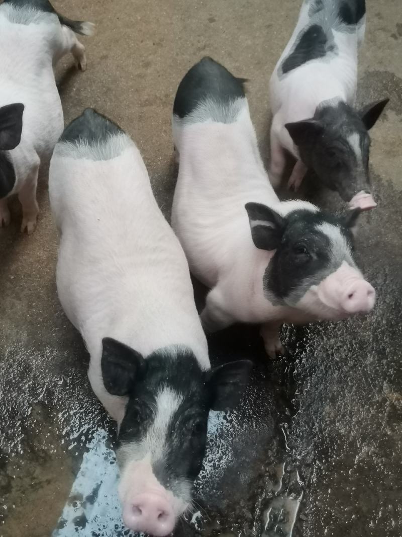 自家养殖巴马香猪苗自养自销新出栏一批小香猪苗疫苗接种完