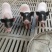 自家养殖巴马香猪苗自养自销新出栏一批小香猪苗疫苗接种完