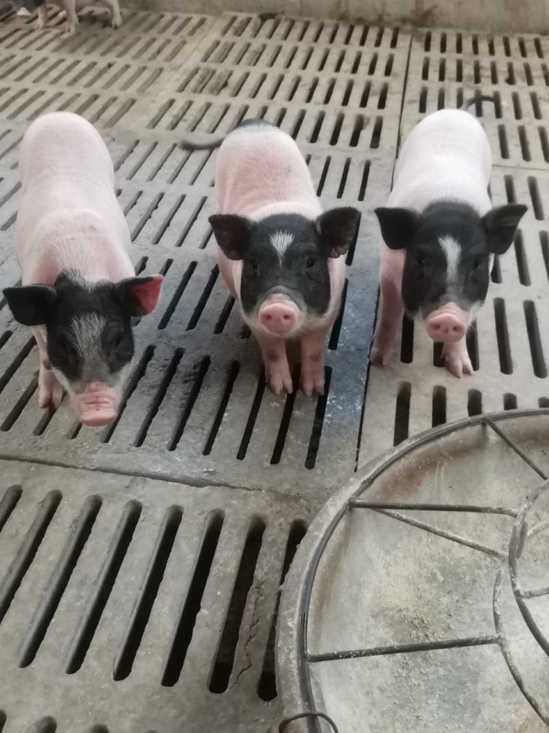 自家养殖巴马香猪苗自养自销新出栏一批小香猪苗疫苗接种完