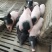 自家养殖巴马香猪苗自养自销新出栏一批小香猪苗疫苗接种完