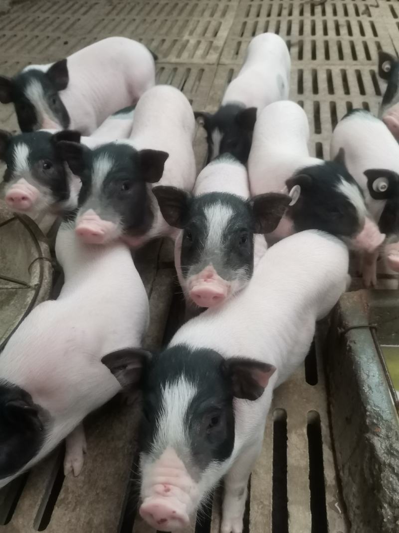 自家养殖巴马香猪苗自养自销新出栏一批小香猪苗疫苗接种完