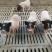 自家养殖巴马香猪苗自养自销新出栏一批小香猪苗疫苗接种完