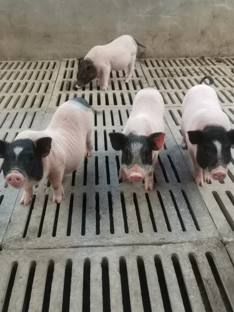 自家养殖巴马香猪苗自养自销新出栏一批小香猪苗疫苗接种完