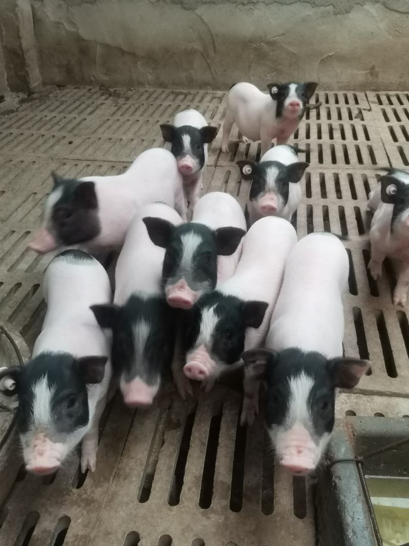 自家养殖巴马香猪苗自养自销新出栏一批小香猪苗疫苗接种完