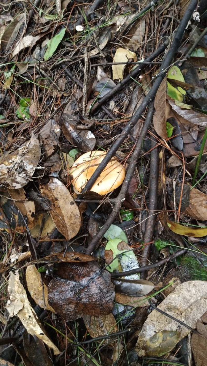 湘西枞菌(松乳菇)红菌子乌菌子高山枞菌