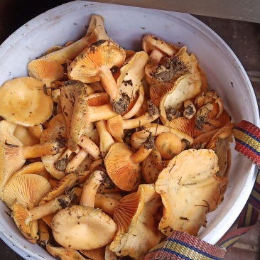 湘西枞菌(松乳菇)红菌子乌菌子高山枞菌