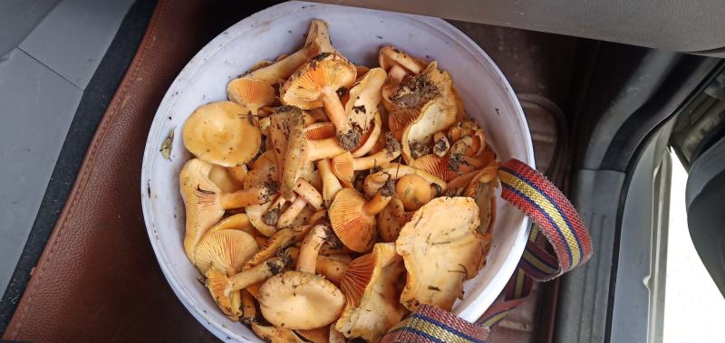 湘西枞菌(松乳菇)红菌子乌菌子高山枞菌