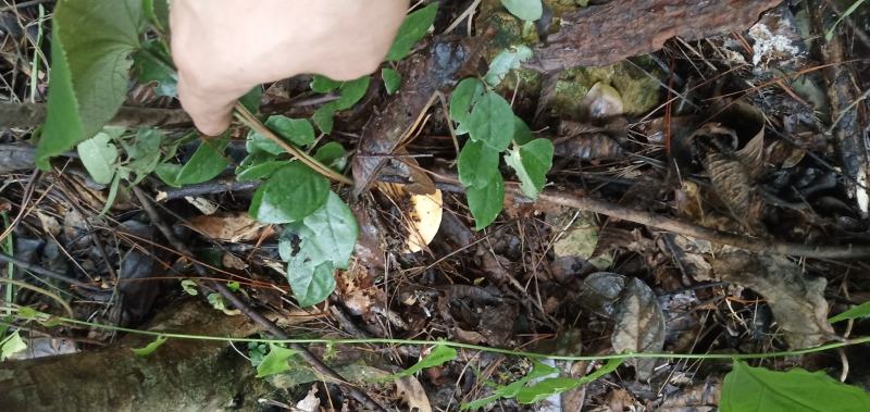 湘西枞菌(松乳菇)红菌子乌菌子高山枞菌