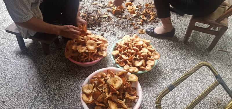 湘西枞菌(松乳菇)红菌子乌菌子高山枞菌