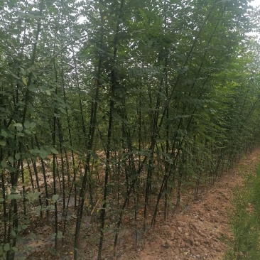 国槐树苗，各种规格。欢迎订购，大量出售，量大从优