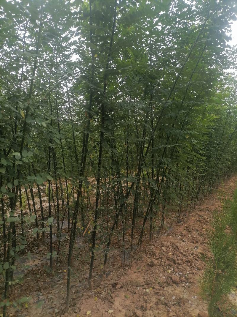 国槐树苗，各种规格。欢迎订购，大量出售，量大从优