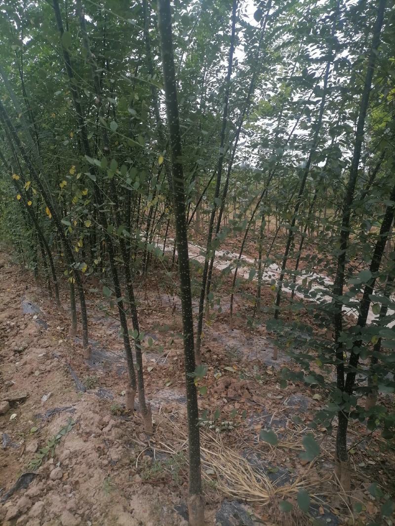国槐树苗，各种规格。欢迎订购，大量出售，量大从优