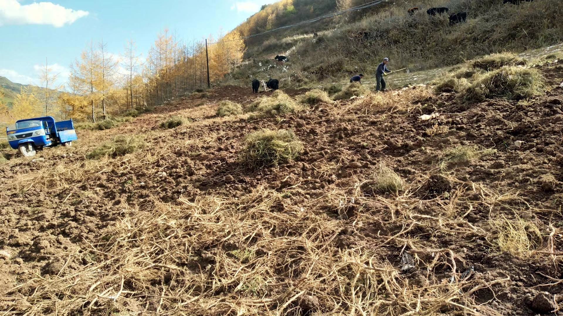 黄芪与黄芩种植地实景图