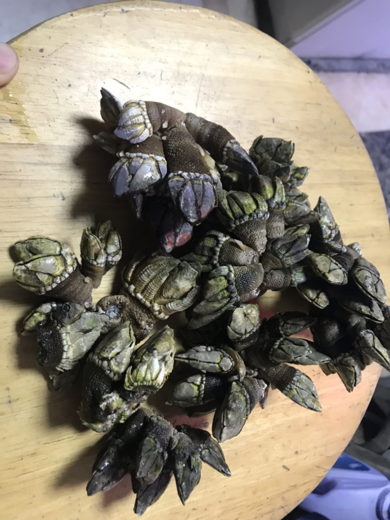佛手螺笔架狗爪螺